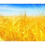 農藥殘留檢測儀，食品污染物的準確快速檢測分析