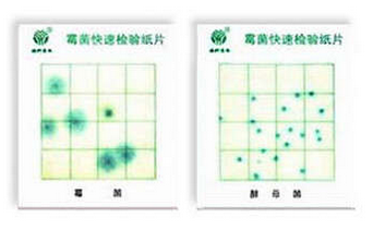 霉菌、酵母菌測試片