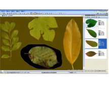 LA-S植物葉面積、病斑、蟲損、葉色分檔分析儀系統(tǒng)（獨(dú)立版）
